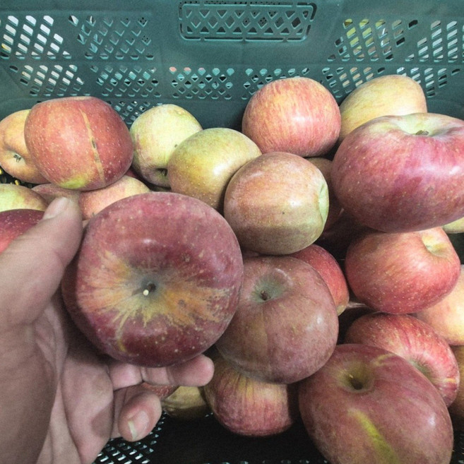 초특가! 가정용 경북사과, 1개, 10kg   경북사과 주스용사과