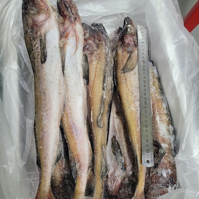 동태8통, 1개, 10kg