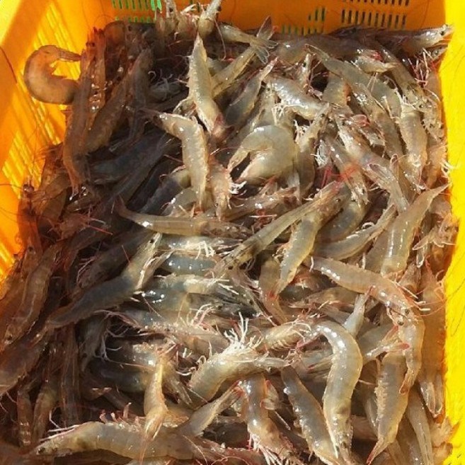 더드림농수산 당일조업 산지직송 전남 신안 흰다리새우 대하 왕새우, 1개, 1kg