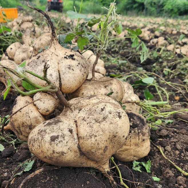 [슈퍼푸드] 국산 무농약 히카마감자 5kg 10kg, 1박스, 5kg (상품)