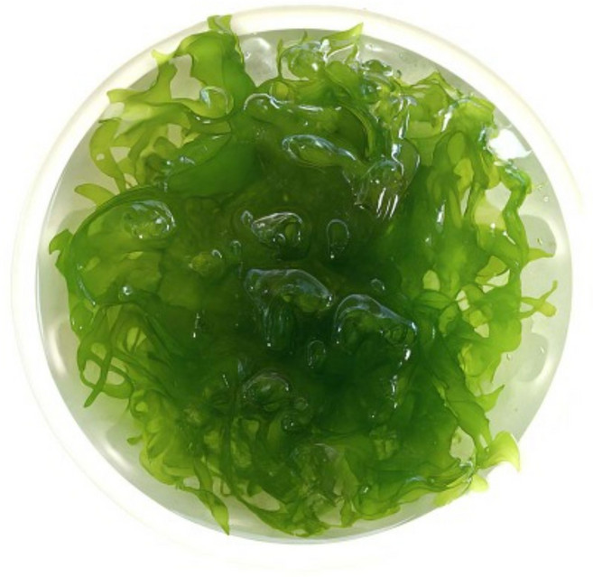 [수초대장] 물미역 모스 (소스컵) 활착수초