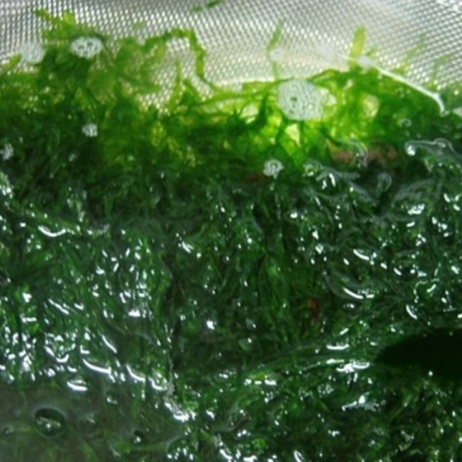 당일수확 완도산 파래 물파래, 1개, 500g