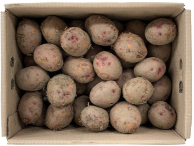 농가살리기 전라도 보성 포슬포슬 카스테라 홍감자, 1개, 5kg (대)