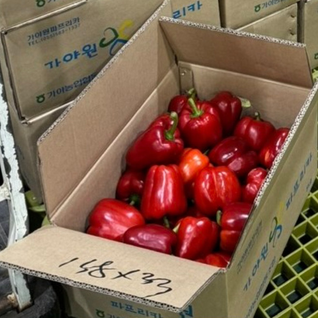 노란 주황 빨간 파프리카 못난이 1kg 2kg [원산지:국산], 못난이 빨강 2KG, 1개
