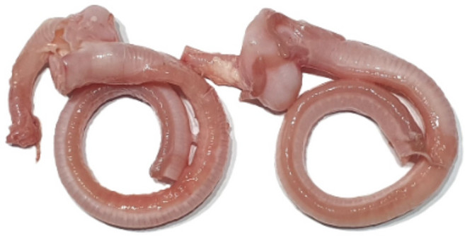 한결컴퍼니 생 오리울대 500g 냉동 손질 냉동 오리고기 수제간식재료, 1개