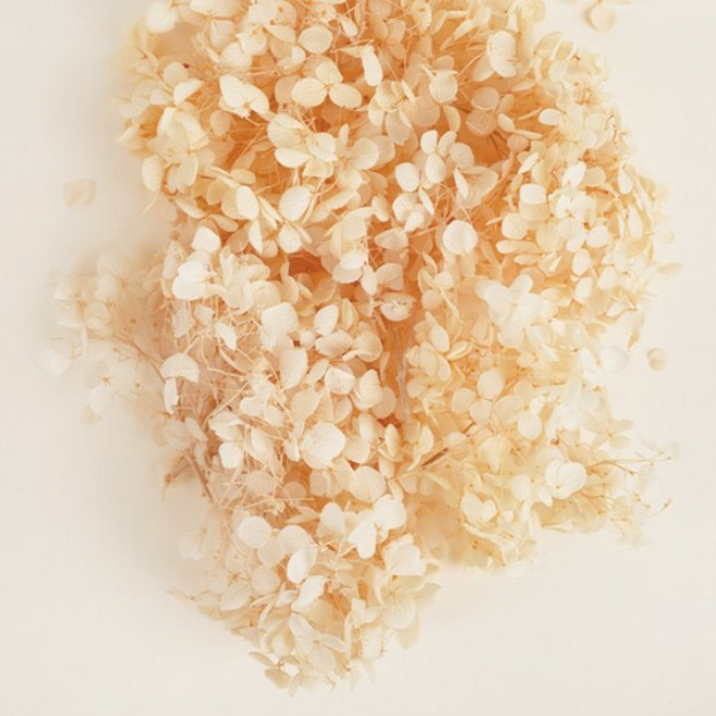 드라이 프리저브드 플라워 말린꽃 시들지 않는 꽃 프레스코21 보존화 수국, 수국_베이지(20g), 수국_베이지(20g)