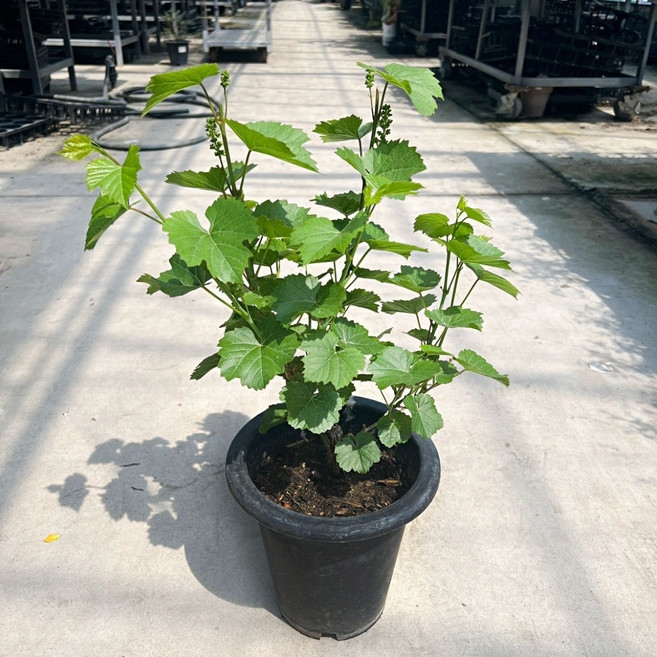 대성식물 머루나무 포도 묘목 과실수 금년결실주, 머루포도 3년생