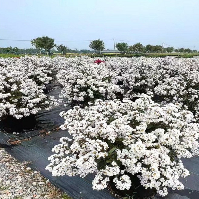 목하원예조경 백설공주 왜성 백일홍나무 포트 묘목 배롱나무 미니 목백일홍 여름꽃 정원조경수 개화주