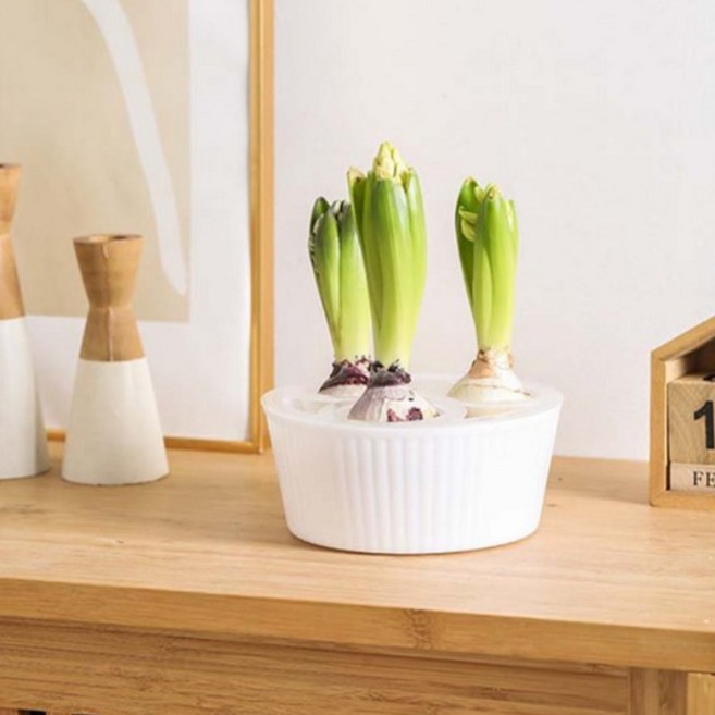 루베이 튤립 수경재배 화분 시각화 수위 통기성 뿌리썩음 방지 실내/원예/구근식물, 흰색