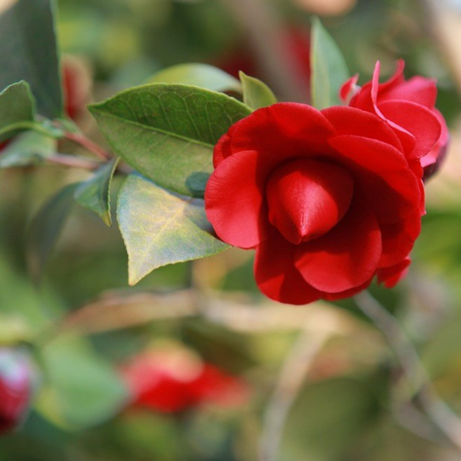 서비내 동백나무 소형 블랙로즈 겨울꽃 겹동백 빨간동백꽃 빨간꽃 야생화 베란다월동 관엽식물, 1개