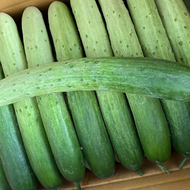 백오이 국내산 아삭한 백다다기 오이 당일수확, 1박스, 5kg-특품(22-25개)