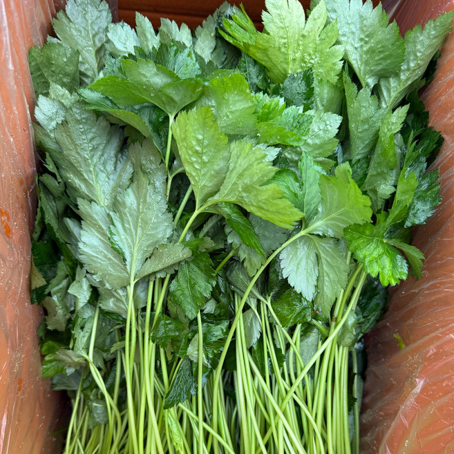 참나물 4kg 1박스 (농장 당일수확/당일발송)