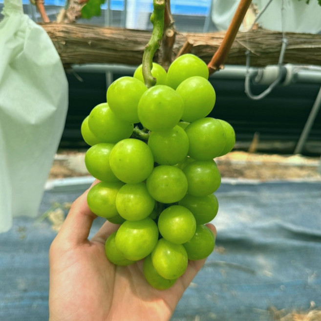 샤인머스캣 프리미엄 고당도 망고포도 선물세트 수출용 가정용 1kg 2kg, 1개, 대과 750g내외 (1송이)