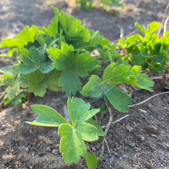 [수라농원] 국산 금오도 방풍 나물 산지직송, 1박스, 3kg