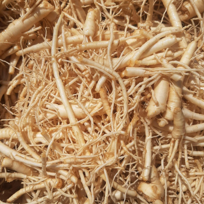 대용량 인삼뿌리 1kg 미삼 세척인삼 잔뿌리인삼 1kg, 1개