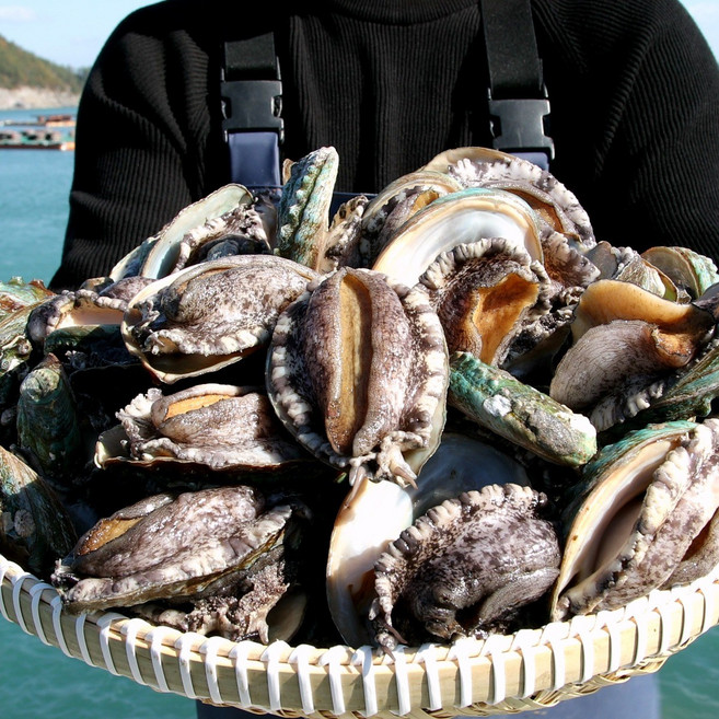 다복 청정바다를 담은 활전복, 1개, 1kg(17~20마리)