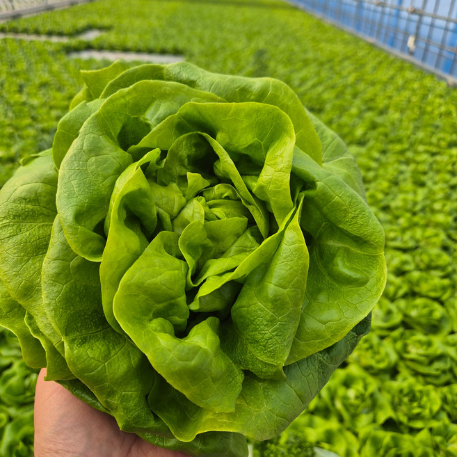 버터헤드 2kg 1kg 샐러드용 샌드위치 유러피안 상추 산지직송 [바오팜], 1박스