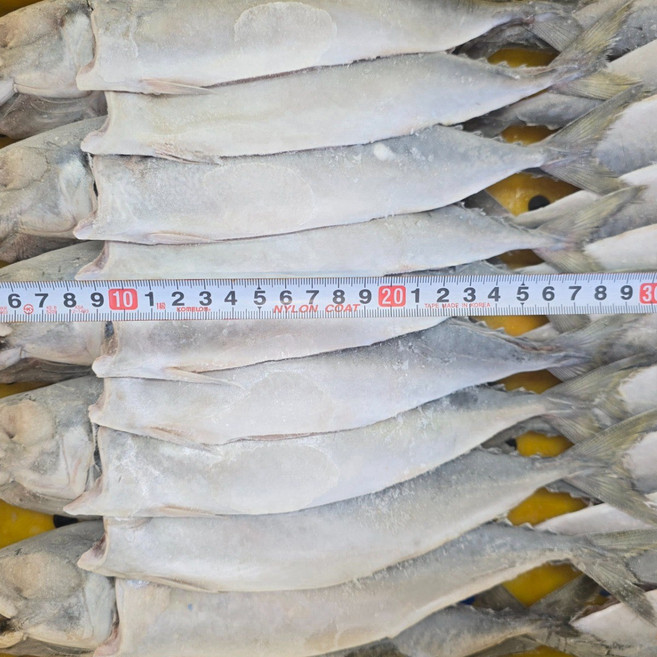 푸른바다 업소용 간고등어 중 1손 550g/640g [20손 11/12kg ], 1개, 11kg