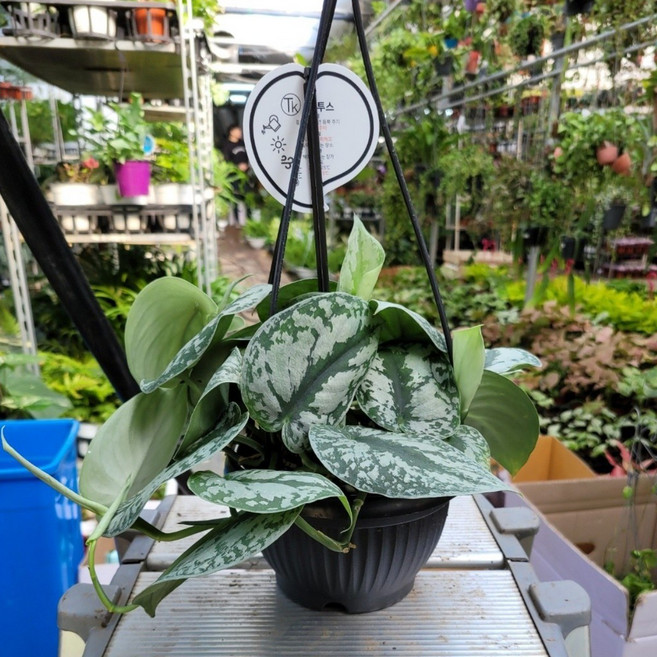 40~55cm 엔젤스킨답서스 대품 159, 1개