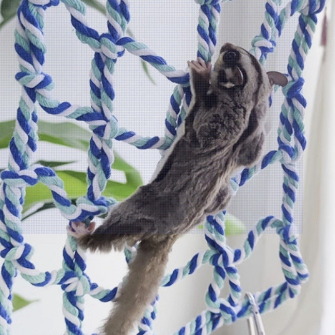 해피슈가 슈가글라이더 놀이터 은신처 포치 장난감 집 하늘다람쥐 햄스터, 1개, 블루