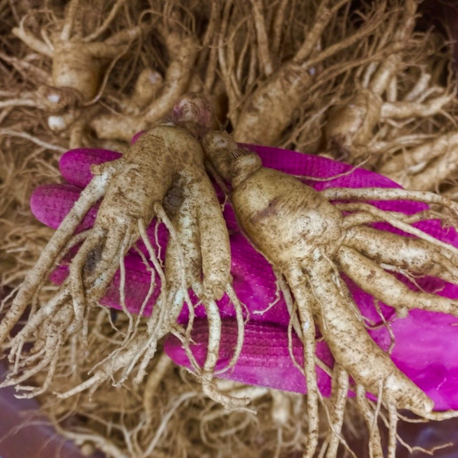 [미리네인삼] 6년근 못난이 인삼 500g 9-15뿌리내외 (가정용상품), 1세트