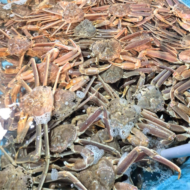 A급 러시아 대게 / 수율 80% 내외 / 1마리당 1키로 대왕큰대게 / 수율보장 / 러시아직수입대게, 1개, 3kg 2-3미