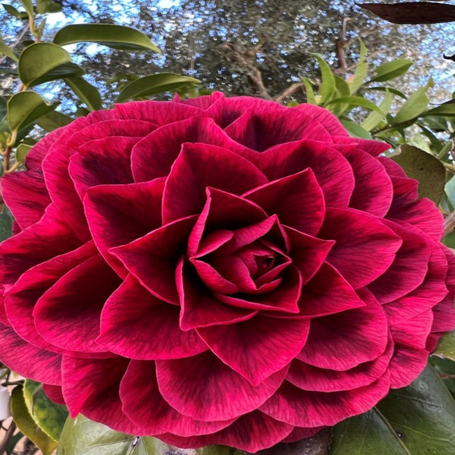 (나무농장) 동백나무 희귀동백 홍엽패랍 7치 화분