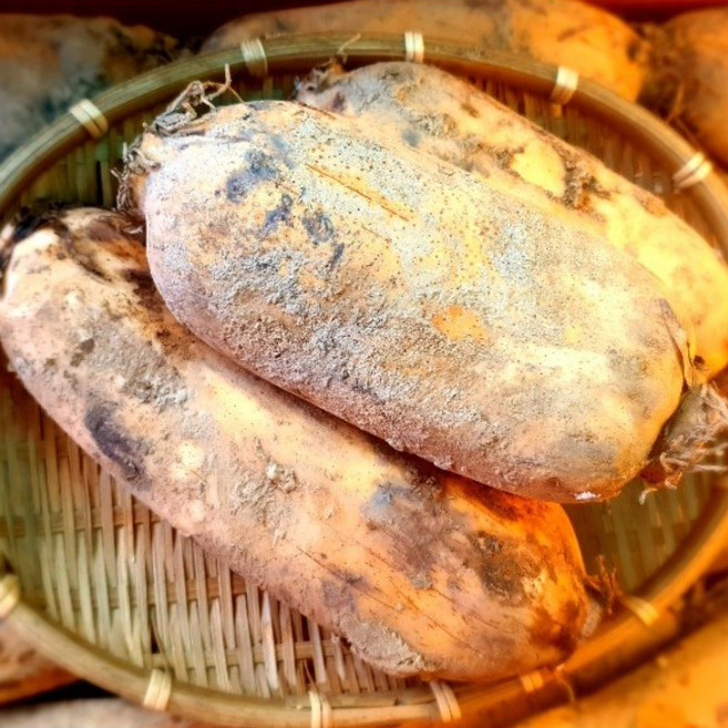 (가락시장까망콩) 국내산 단단한 햇 통연근 1kg, 1개