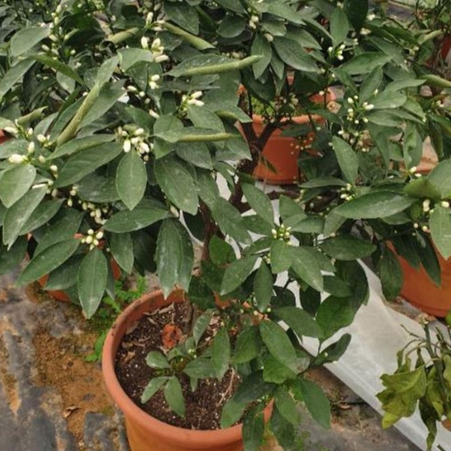 황금낭 귤묘목 6년이상 감귤나무 화분 특상품