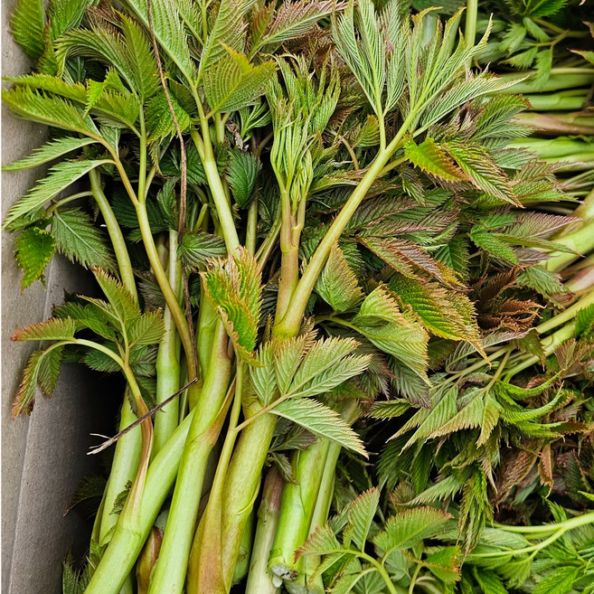 강원도 산지직송 눈개승마 삼나물 1kg, 2kg, 1개