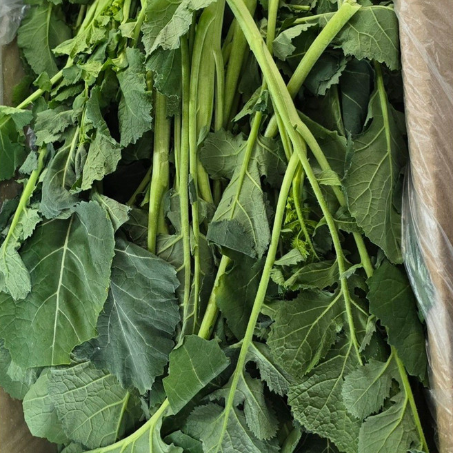 국내산 나주 산지직송 신선유채나물 2kg 4kg 알뜰농장, 1개