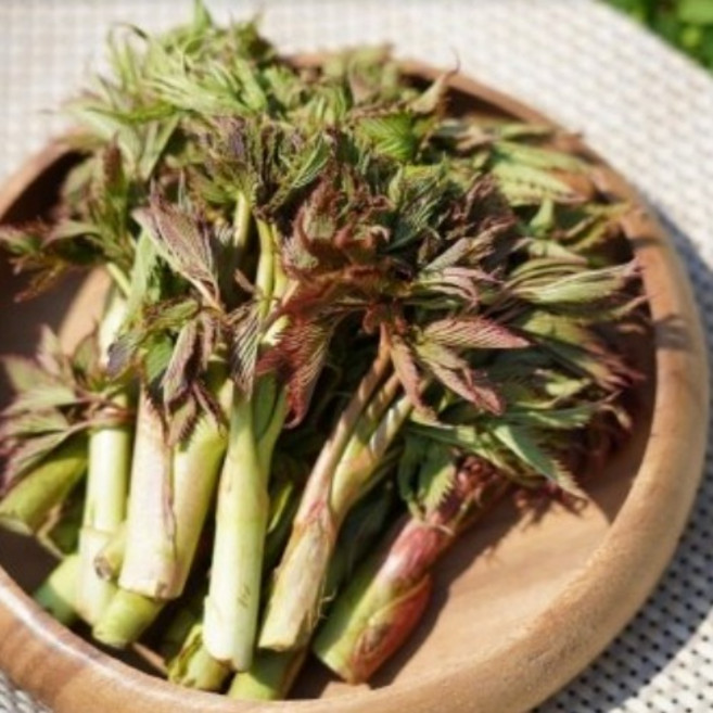 다약 봄나물4종 (두릅/ 엄나무순 눈개승아 곤달비 잎명이) 제철 봄나물, 250g, 4개, 세트1 두릅 곤달비 잎명이 눈개승마