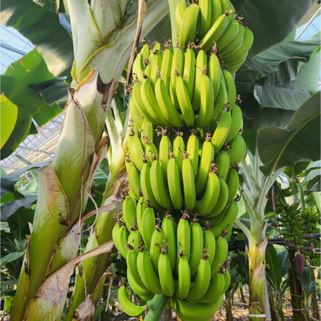 친환경 마음밭 국내산 무농약 유기농 이유식 쫀득한 초록 후숙 바나나 10kg, 초록바나나 10kg, 1개