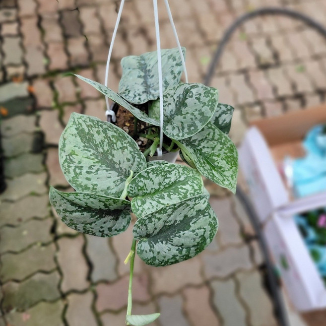 스킨답서스픽터스실버리안 행잉식물 엔젤스킨 소품 30~45cm 69 행잉식물 공중식물, 1개