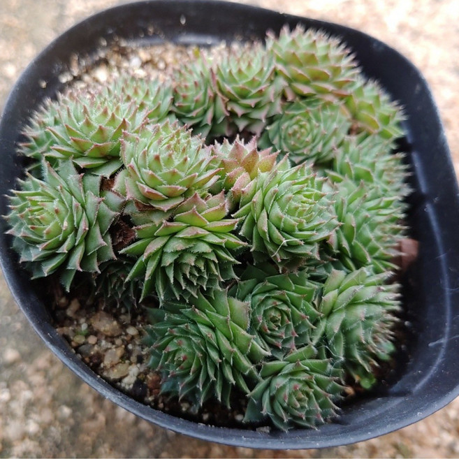 밀라야 바위솔 노지월동가능 키우기쉬운 다육식물 당일배송, 1개