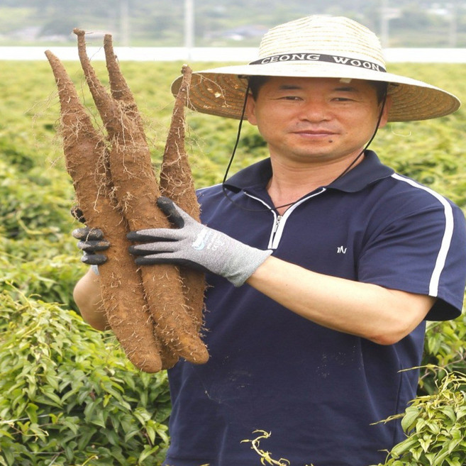 필창농산 안동마 장마 산지직송 생마, 1개, 장마 [알뜰] 2kg (실속형)