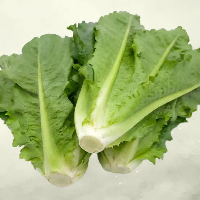 [허브온] 통로메인 / 16년간 전국 호텔 및 레스토랑 공급채소, 1kg, 1개