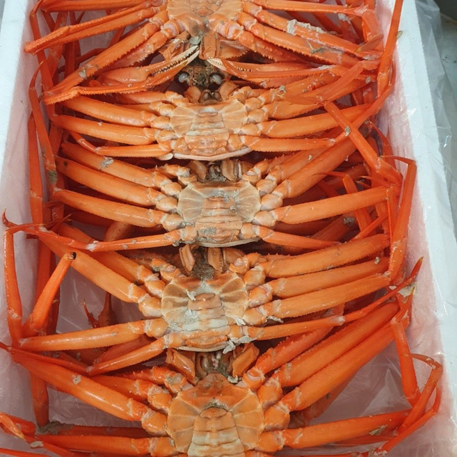 [일품홍게] 수율90% 박달홍게 프리미엄 당일조업, 1박스, 5kg (특A급 박달홍게 15~17미) 수율90%