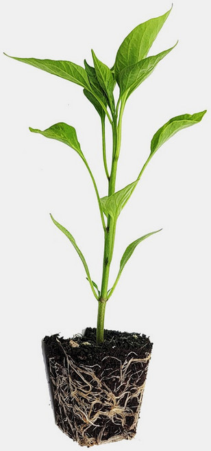 마이플랜트 할라피뇨 매운맛 고추 모종, 3개