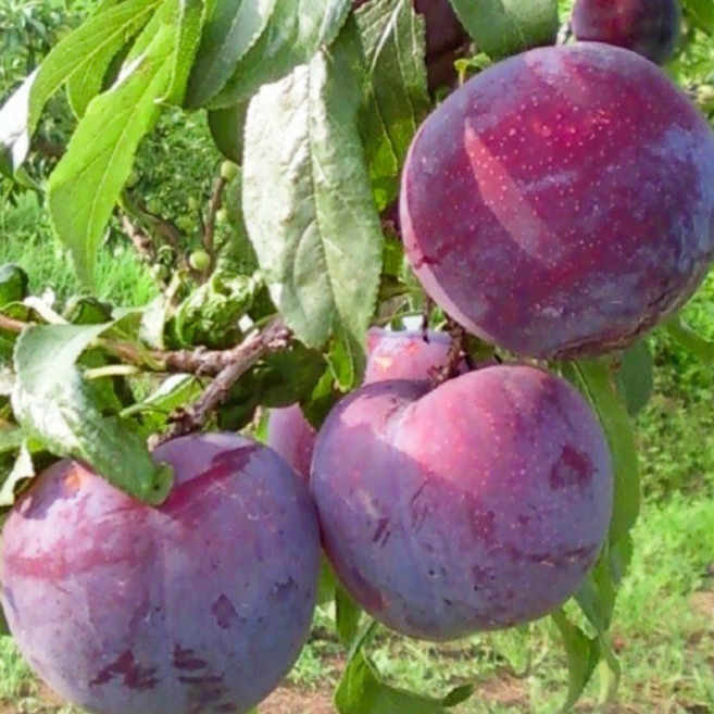 향수묘목농원 슈퍼왕자두 썬낑델리셔스 접목2년생 분묘, 1개, 자두