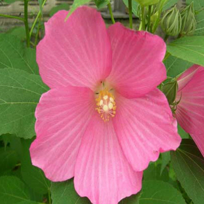 (나무농장) 야생화 부용 포트, 10개