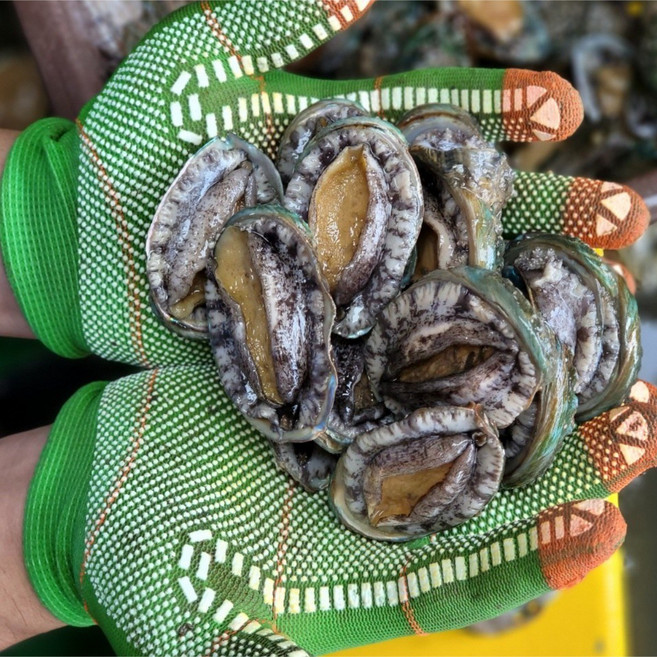 [항아리속바다] 완도 참전복 직접키운 직거래 완도 활전복, 2kg[꼬마전복30-40미] 60-80마리, 1박스