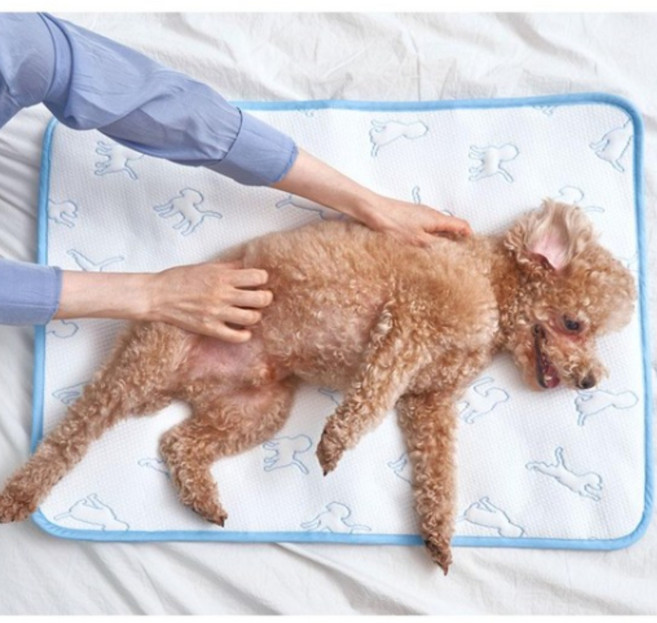 강아지 듀라론 냉감 쿨매트 애견 애묘 반려동물 쿨링 여름 COOL 방석 패드 M, 1개