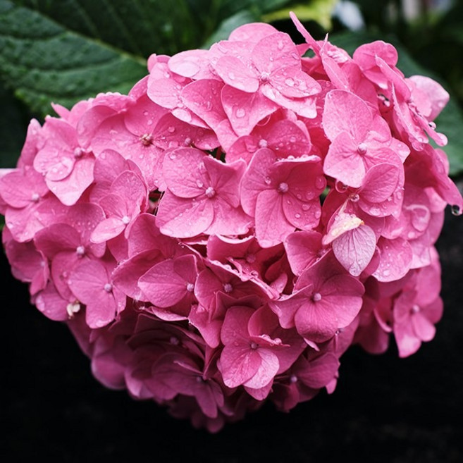 J030 제라늄 1L (Geranium Essential Oil) 천연에센셜 오일 원액 아로마, 1개