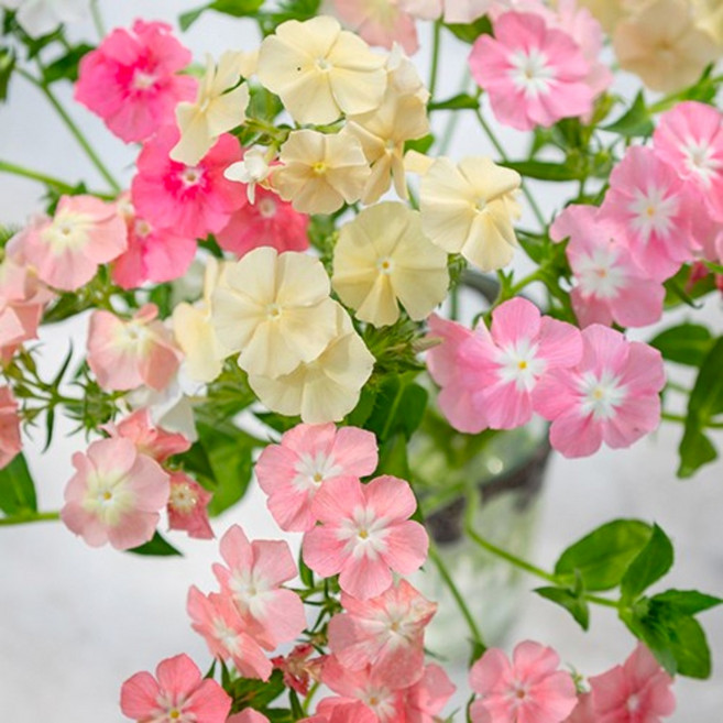 드럼몬디플록스 씨앗 4종 선택구매, 1개, 파스텔믹스 20립, 파스텔믹스 20립