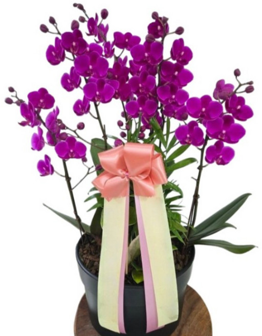 (정플라워) 서양란 동양란 만천홍고급형 개업선물 승진선물 이사선물 출산선물 영전 전국꽃배달 (당일배송), 1개