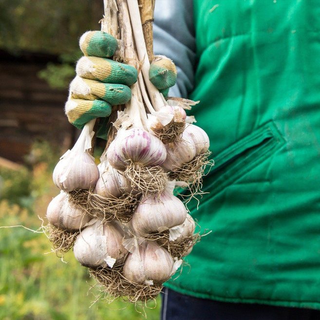 국내산 생마늘 깐마늘 다진마늘 수제 통마늘튀김 마늘후레이크 갈릭프레이크 튀긴마늘, 깐마늘(대) 300g, 1개, 300g