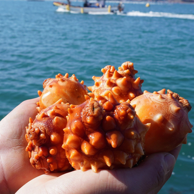 통영 제철 최상급 멍게 활멍게, 1개, 활멍게2kg