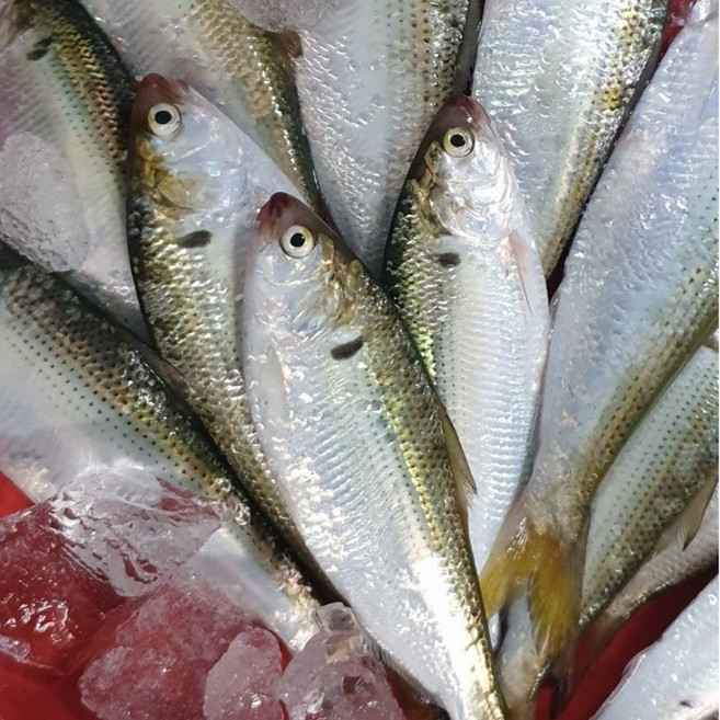 남해안 급냉 구이용 전어1kg (15미내외, 1박스