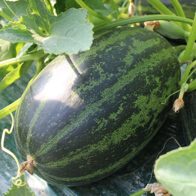 파파야메론 고령성산 멜론 당도선별 산지직송, 1개, 2kg (특 3~6과)